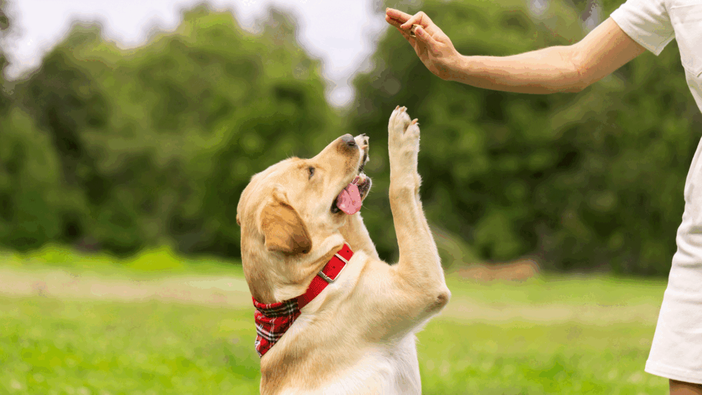 Brown dog Jumping to eat food.